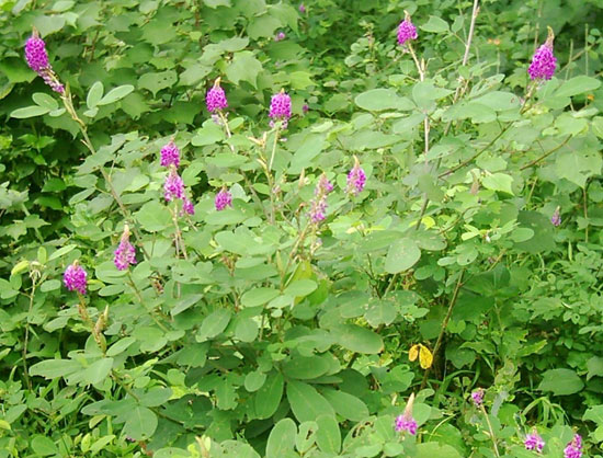 Desmodium heterocarpon